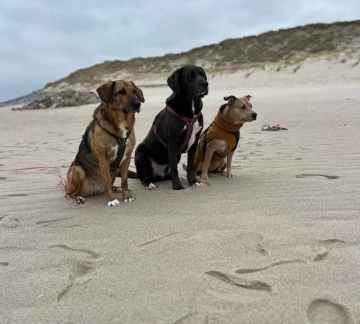 dogs_beach_800x720